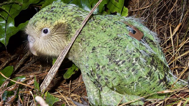 Kakapo in the bush