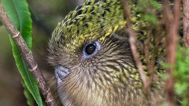 Kakapo Tukaha