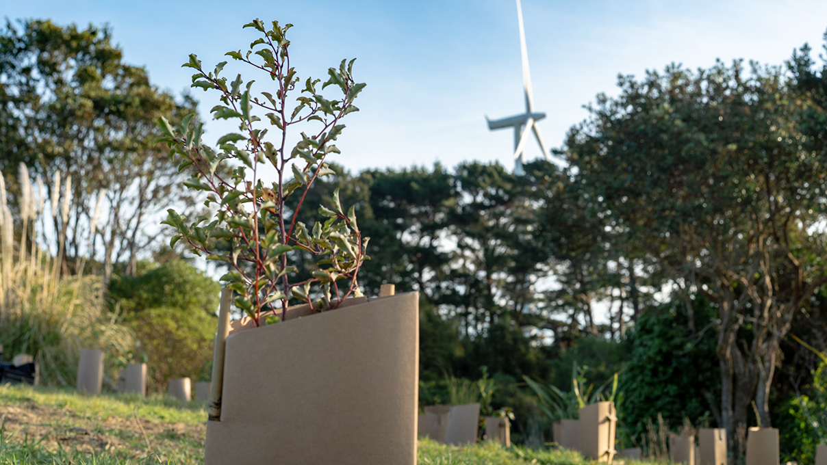 A tree seedling by a wind turbine