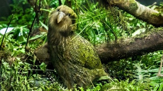 Kakapo Angelo